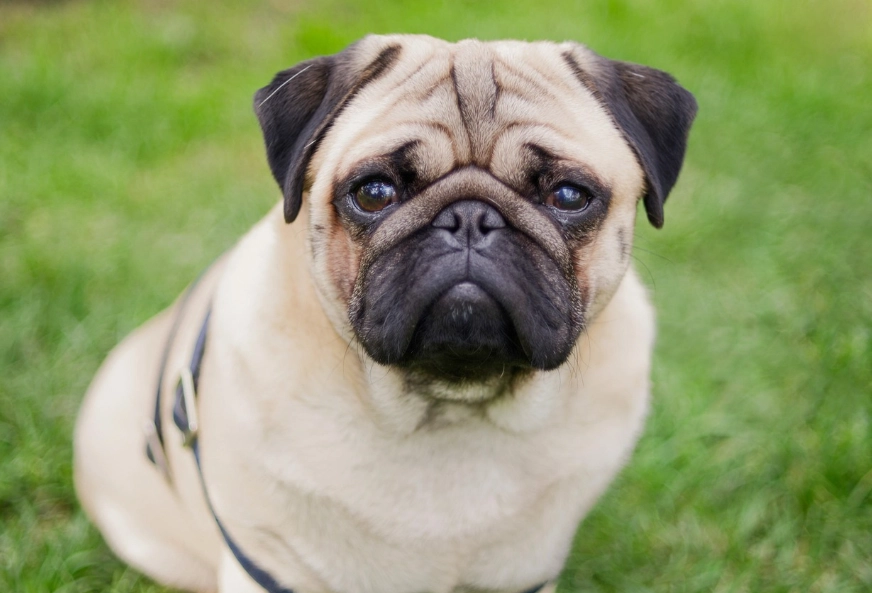 pug temperament pug temperament