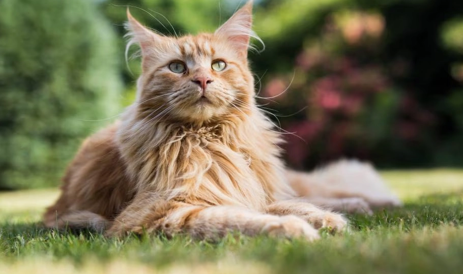 giant cat breeds giant cat breeds