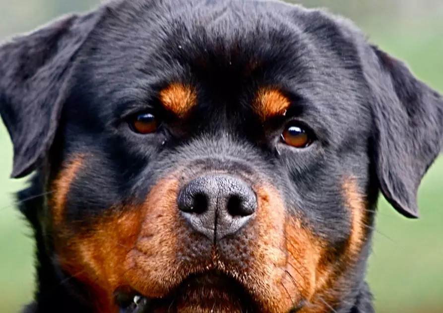 Rottweiler training