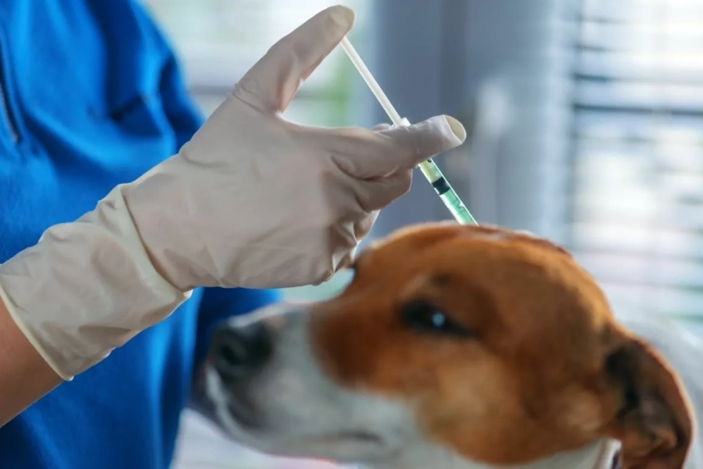dog injection schedule