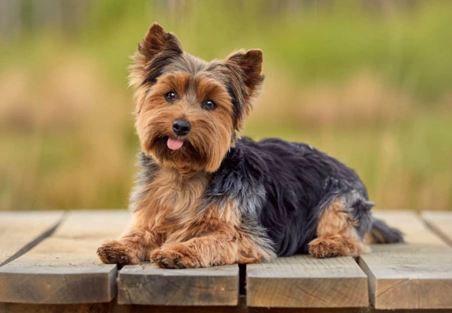 Yorkshire Terrier
