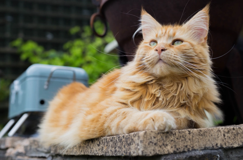 big cat breeds big cat breeds