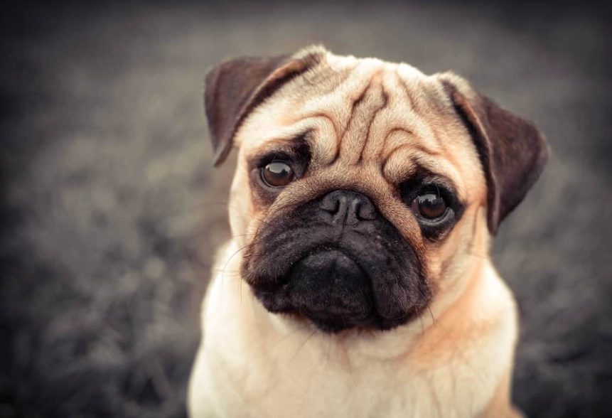 pug health problems pug health problems
