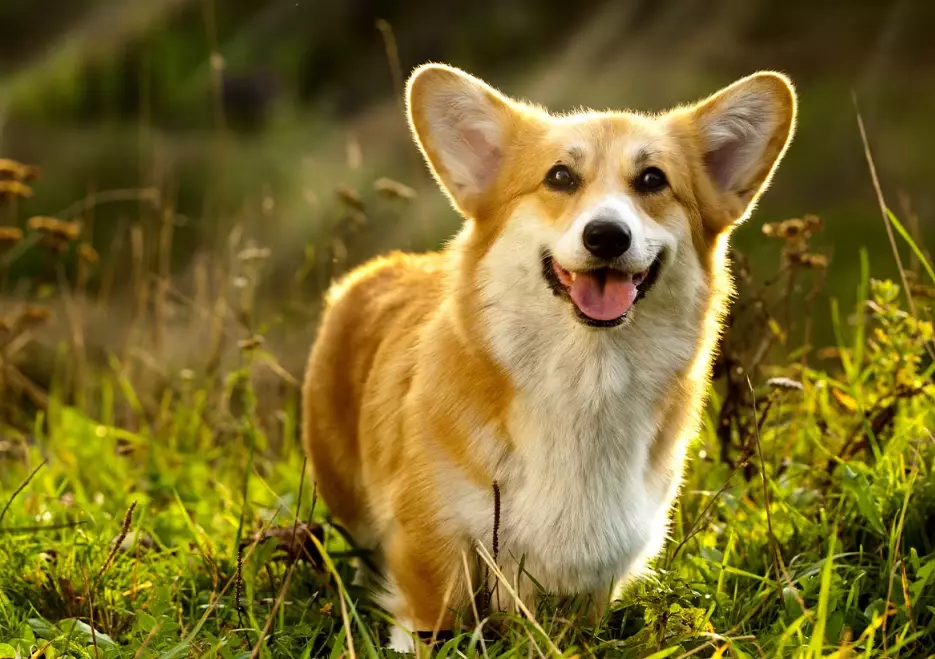 how to breed corgis responsibly