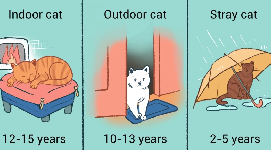 how long do indoor cats live how long do indoor cats live