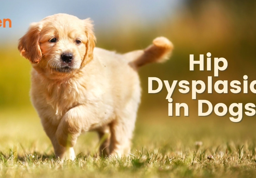 dog hip dysplasia treatment
