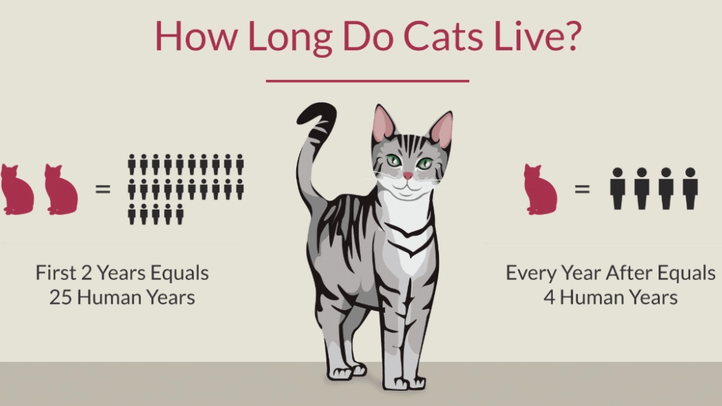 cat lifespan cat lifespan
