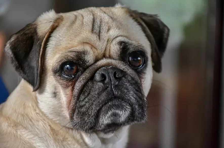pug health problems pug health problems