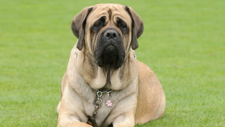 large breed dog care large breed dog care