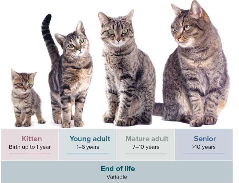 how long do indoor cats live how long do indoor cats live