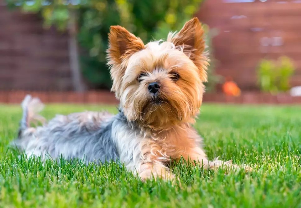 yorkshire terrier