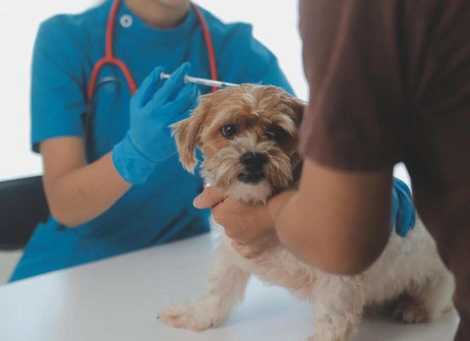 puppy shots timeline