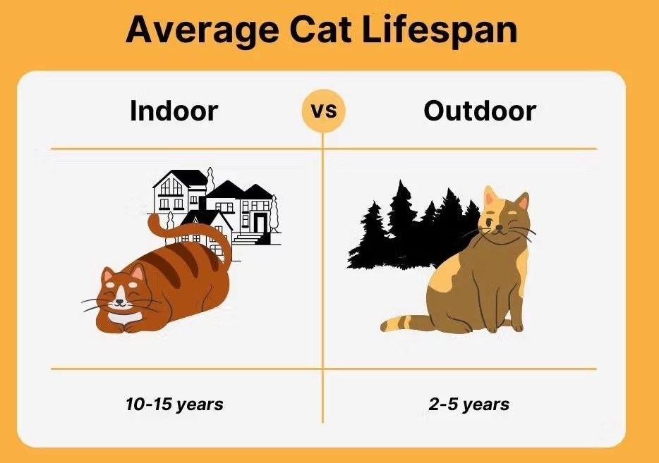average cat lifespan average cat lifespan