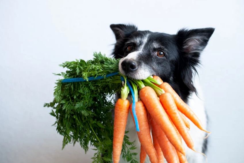 safe vegetables for dogs safe vegetables for dogs