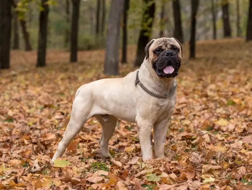 large breed dog care large breed dog care