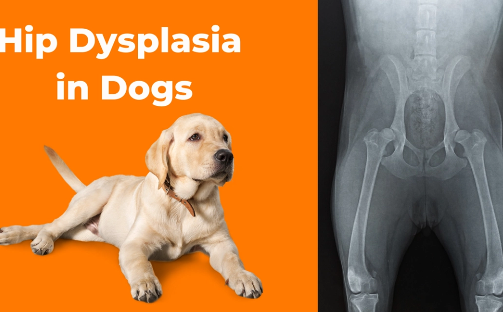 hip dysplasia symptoms