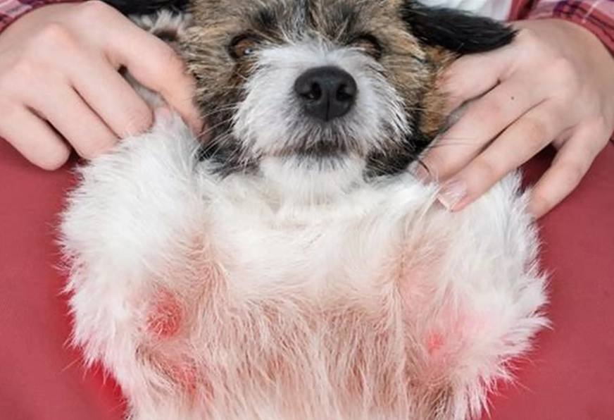 how to treat fleas on dogs how to treat fleas on dogs