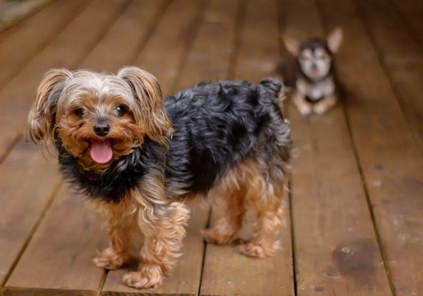 yorkie poo full grown