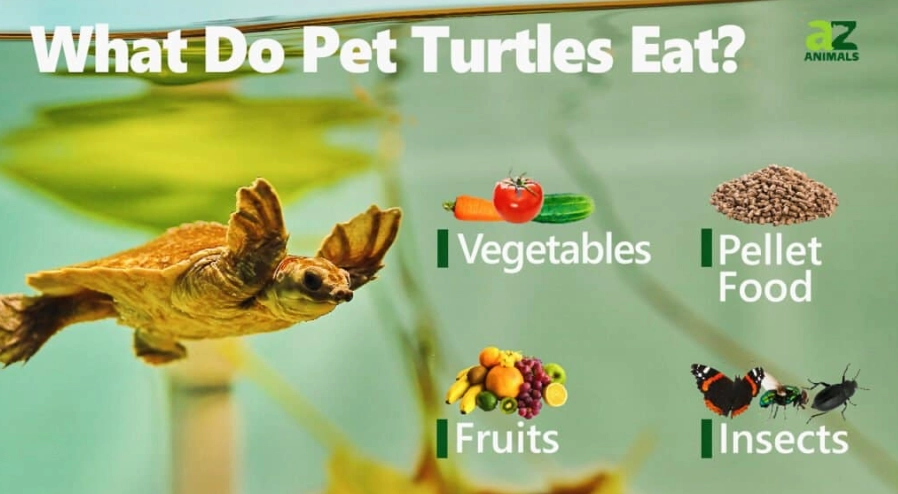 what do turtles eat what do turtles eat