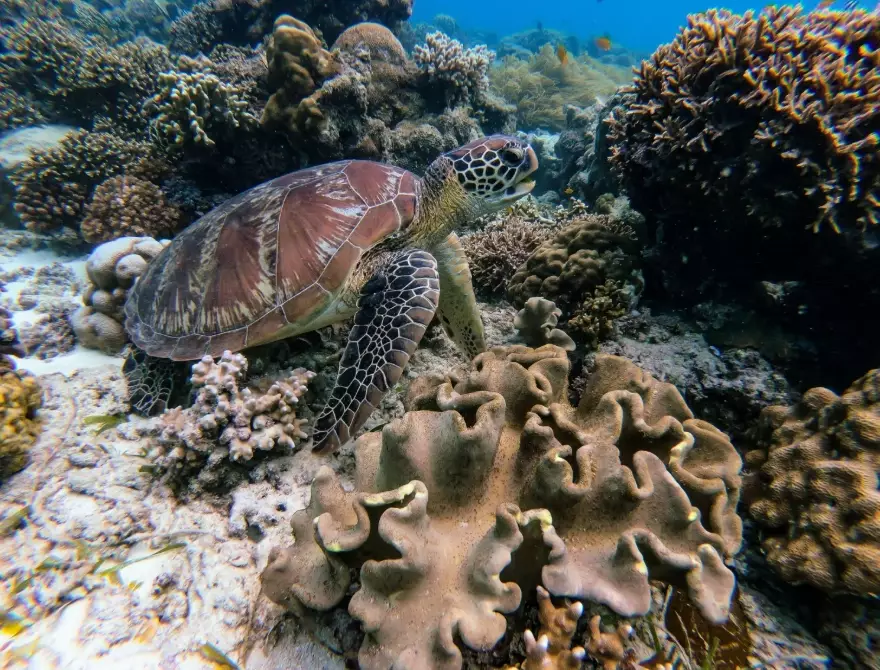 turtle diet turtle diet