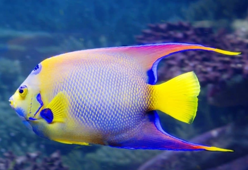 angelfish