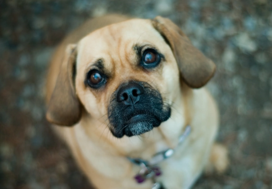 puggle breed