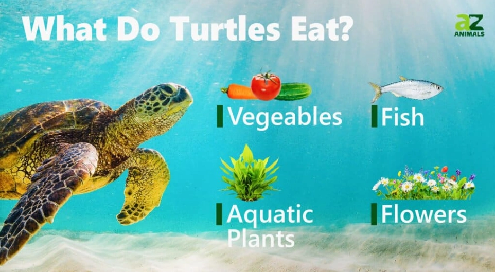 what do turtles eat what do turtles eat