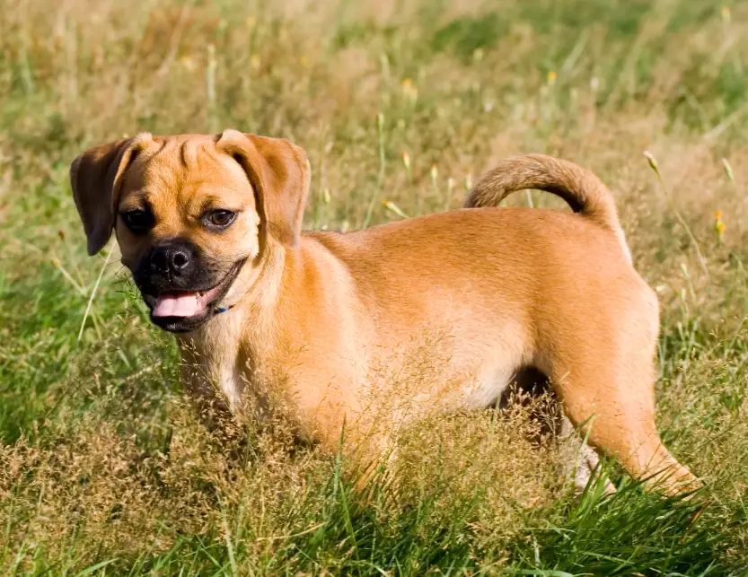 puggle dog