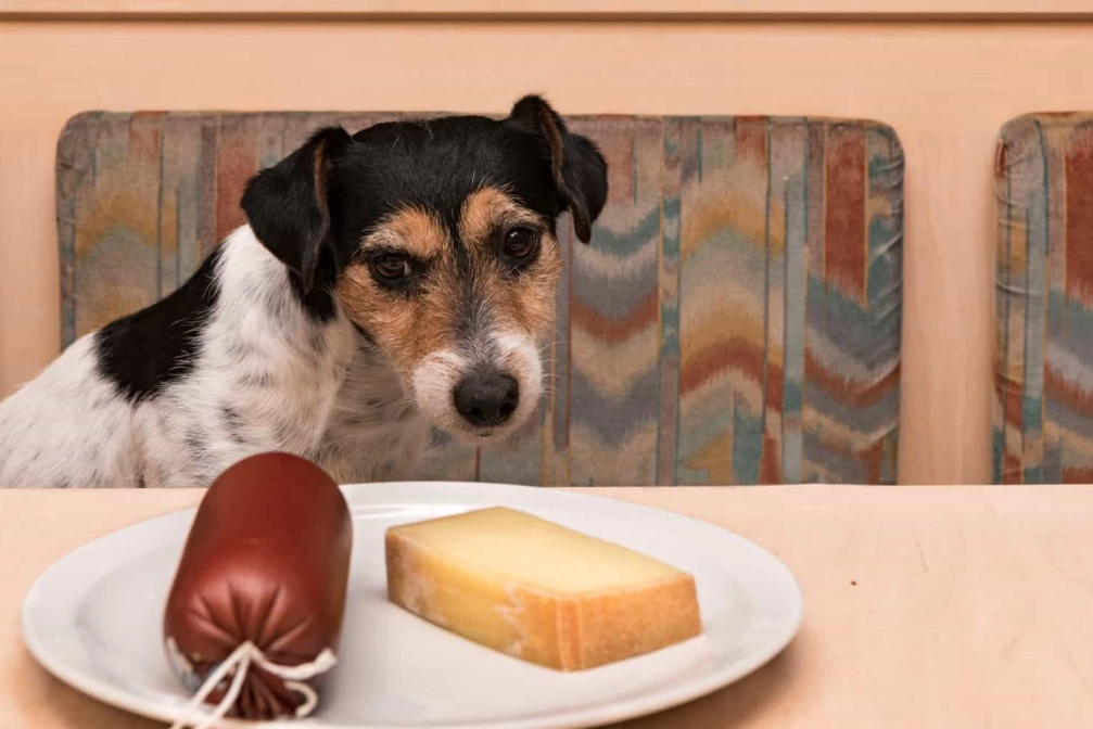 cheese for dogs