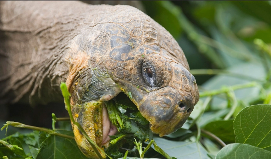 turtle diet turtle diet