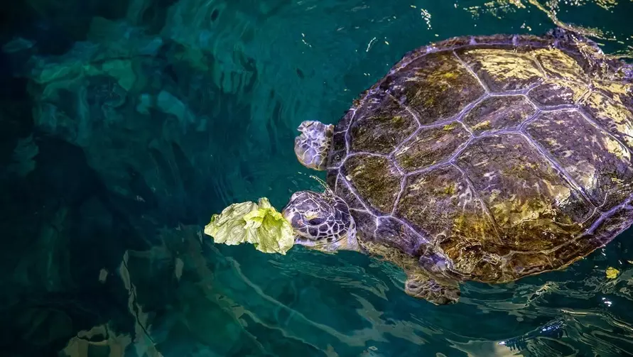 feeding turtles feeding turtles