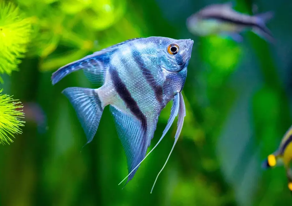 angelfish tank setup angelfish tank setup