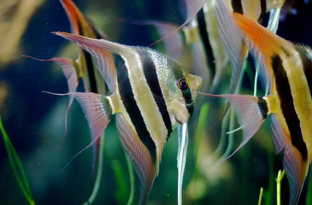 angelfish care angelfish care