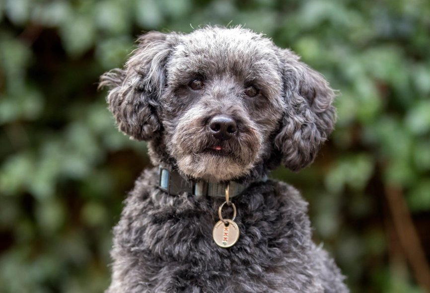 schnoodle hypoallergenic