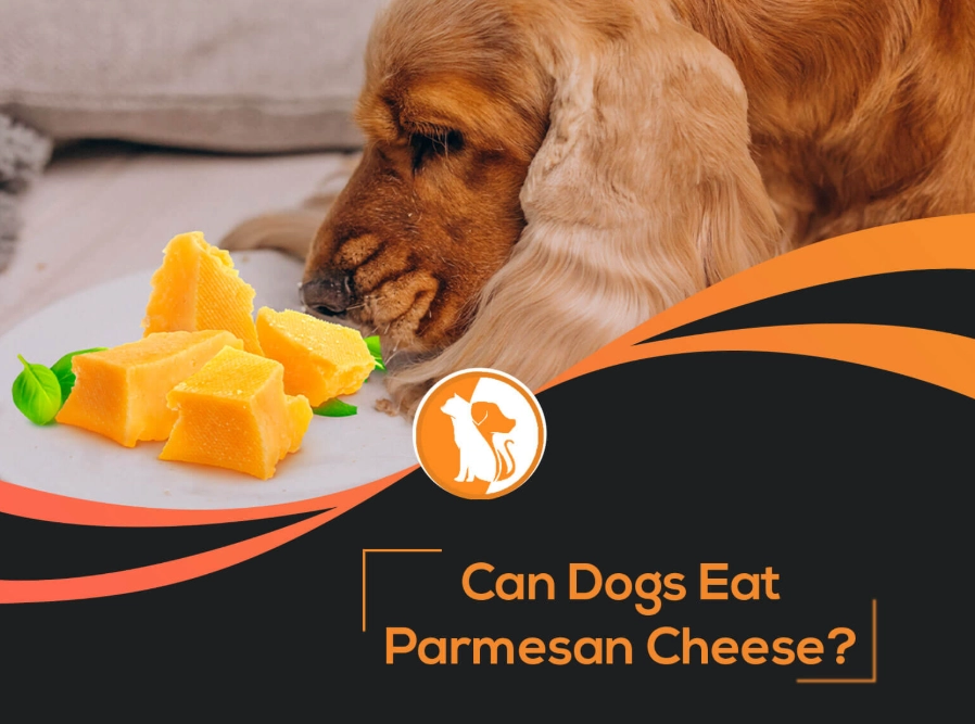 is cheese bad for dogs