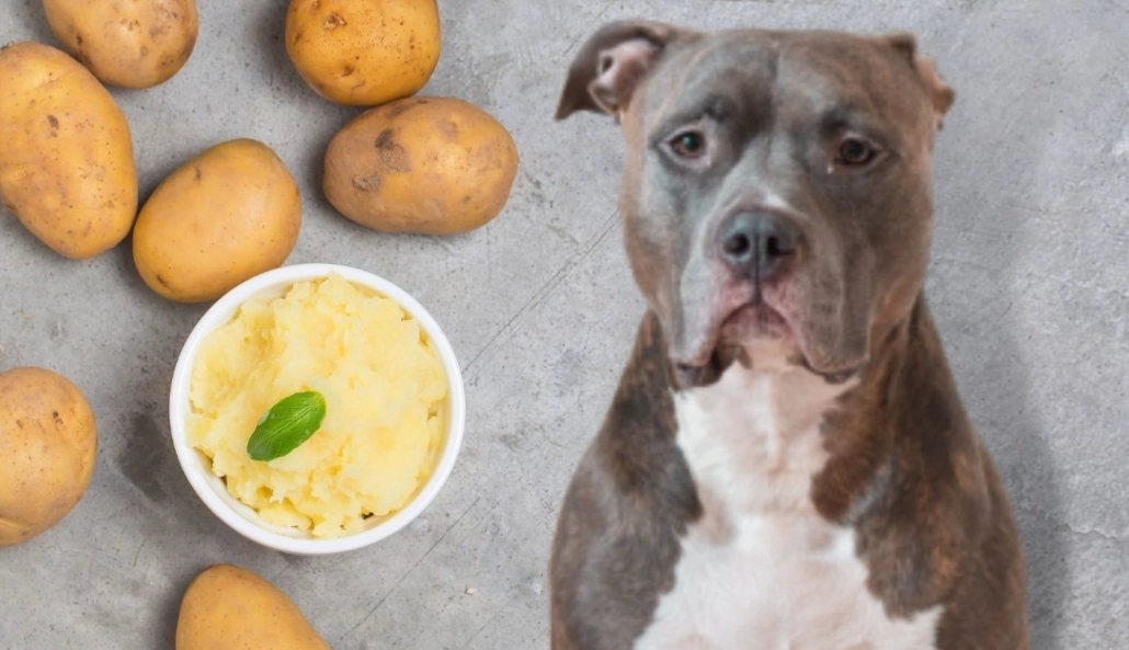 potatoes for dogs potatoes for dogs
