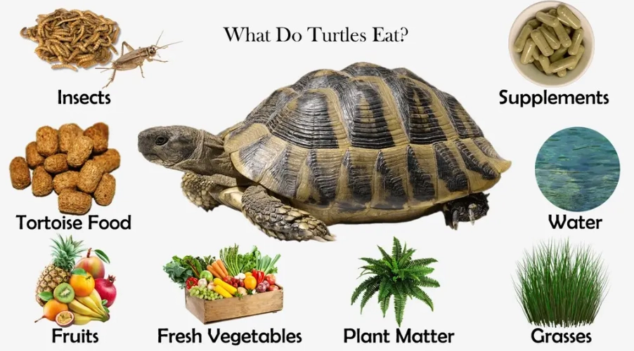 pet turtle food pet turtle food