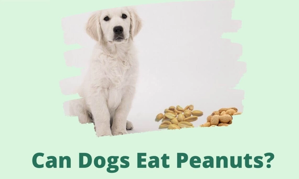 feeding peanuts to dogs feeding peanuts to dogs