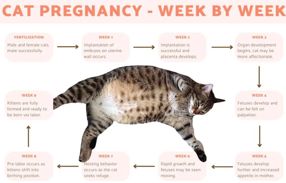 cat gestation period cat gestation period