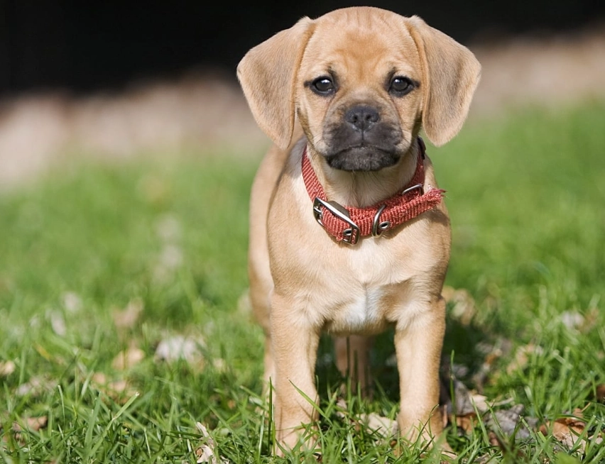 puggle breed