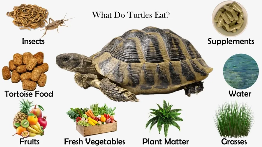 turtle diet turtle diet