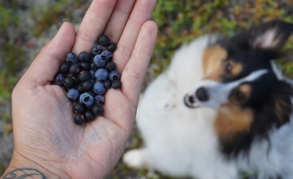 can dogs eat blueberries