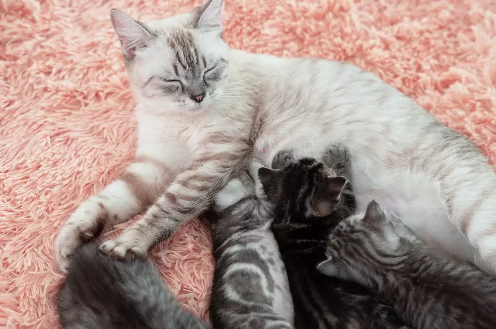 cat gestation period cat gestation period