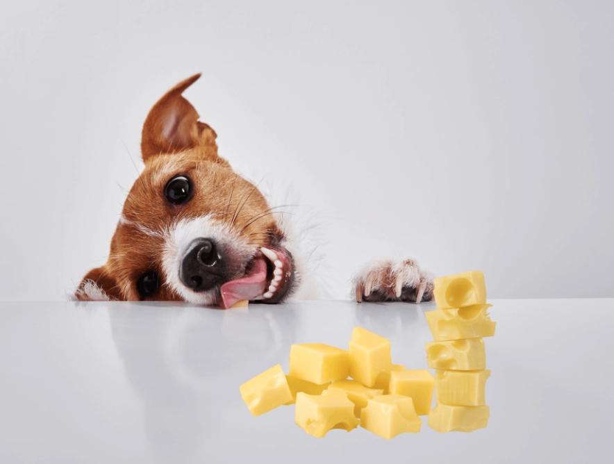 cheese for dogs