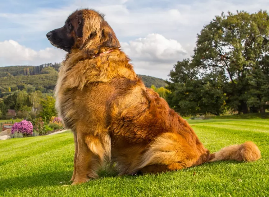 leonberger