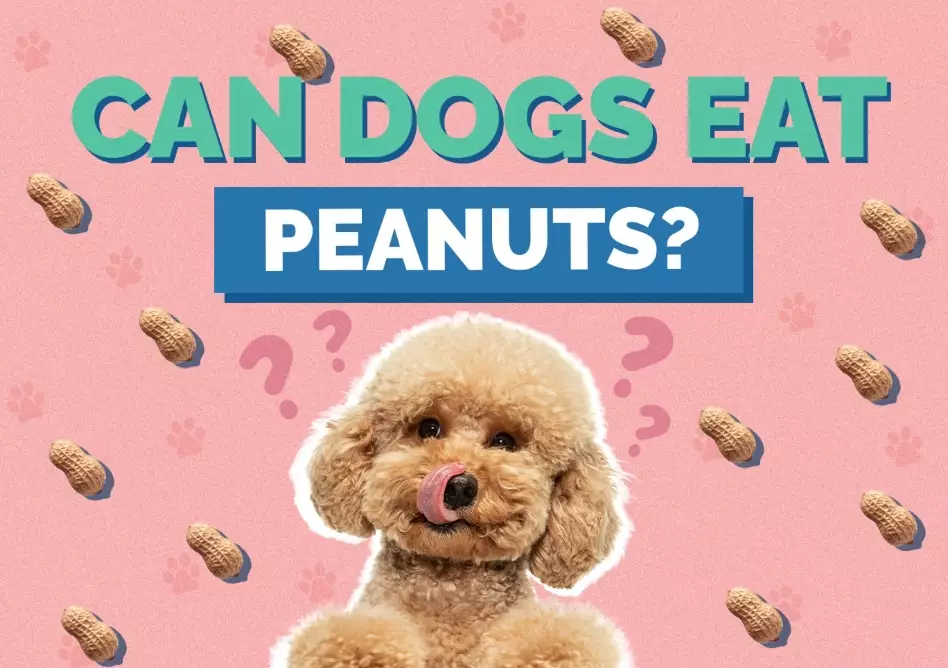 are peanuts safe for dogs are peanuts safe for dogs