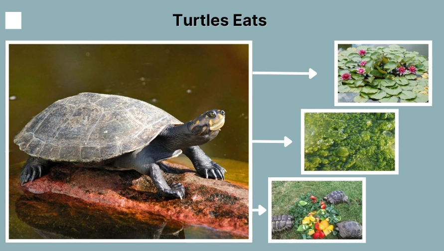turtle diet turtle diet