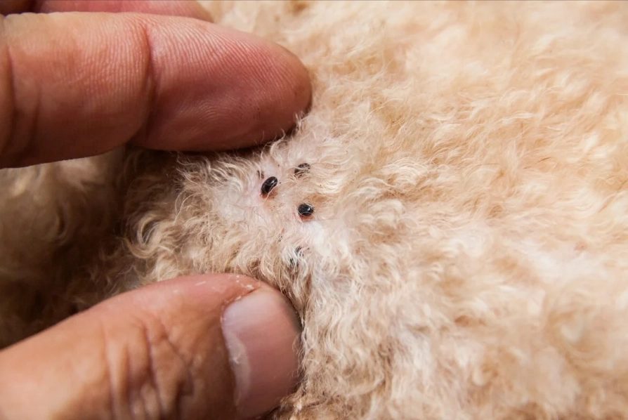 how to treat fleas on dogs how to treat fleas on dogs