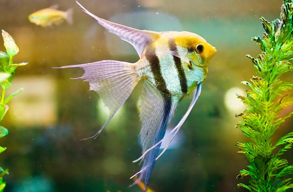 freshwater angelfish freshwater angelfish