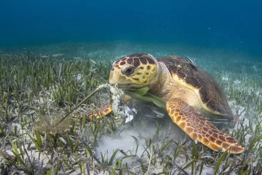 feeding turtles feeding turtles